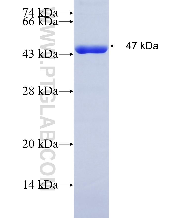 PATZ1 fusion protein Ag23912 SDS-PAGE