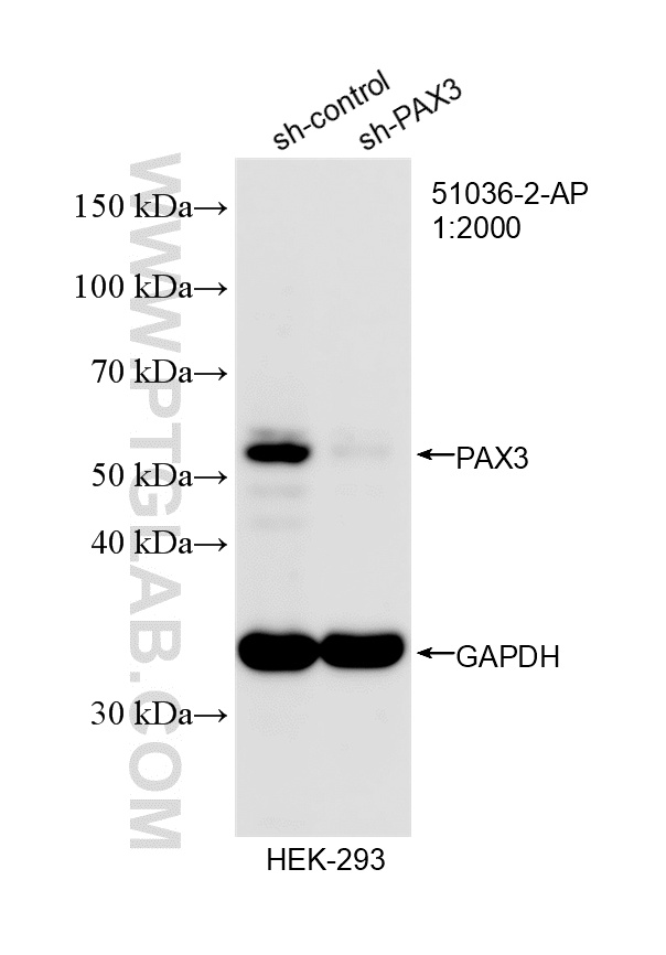 WB analysis of HEK-293 using 51036-2-AP WB analysis of HEK-293 using 51036-2-AP