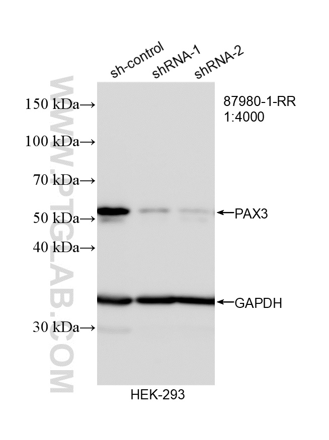 WB analysis of HEK-293 using 87980-1-RR WB analysis of HEK-293 using 87980-1-RR