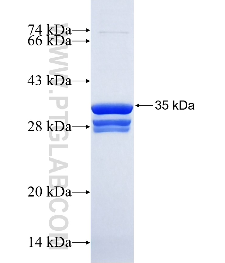 PAX3 fusion protein Ag16021 SDS-PAGE