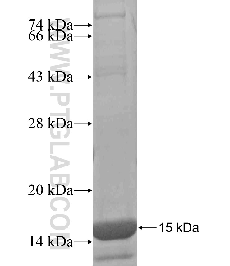 PAX3 fusion protein Ag17006 SDS-PAGE