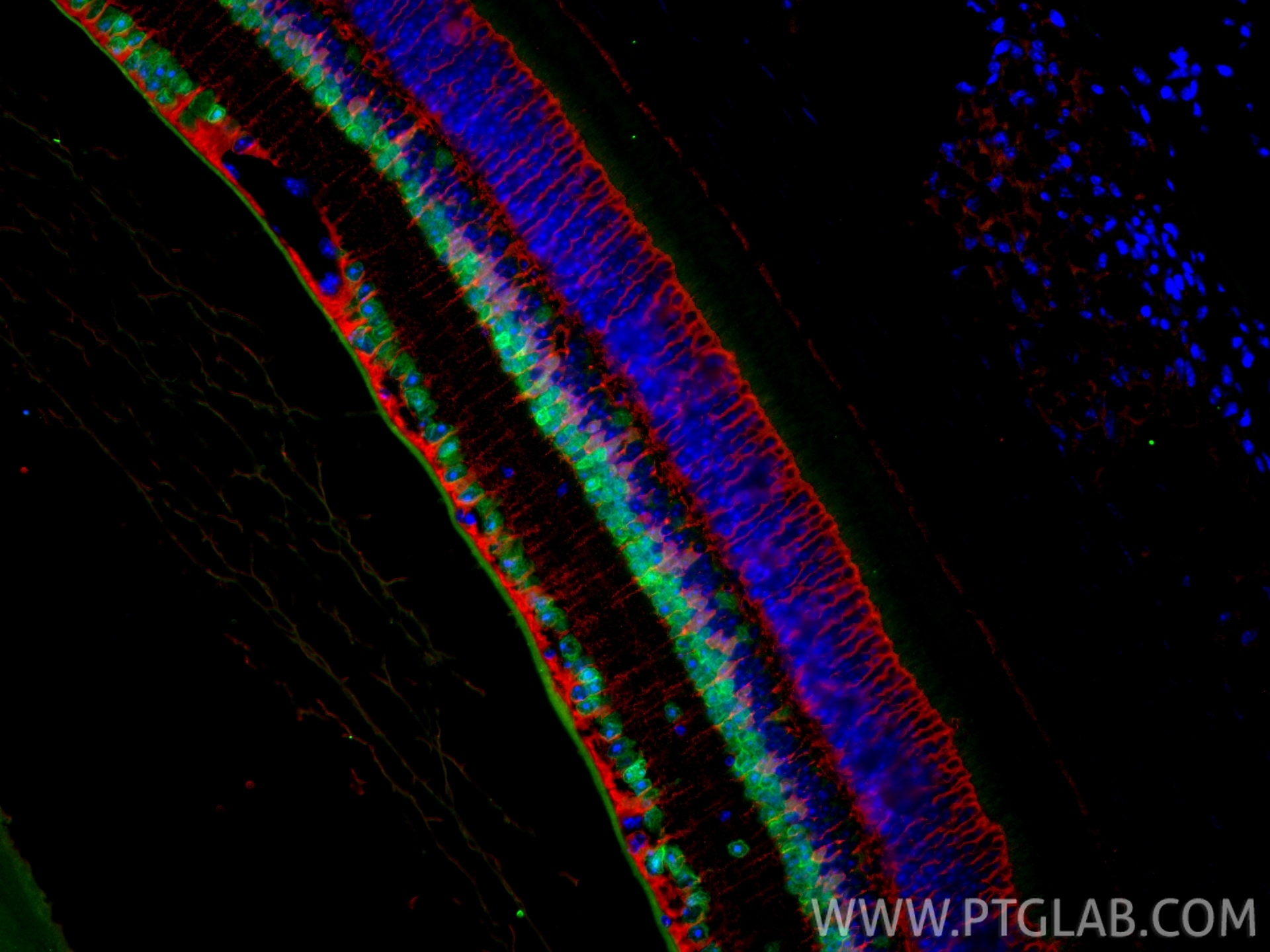 IF Staining of mouse eye using 84345-5-RR IF Staining of mouse eye using 84345-5-RR