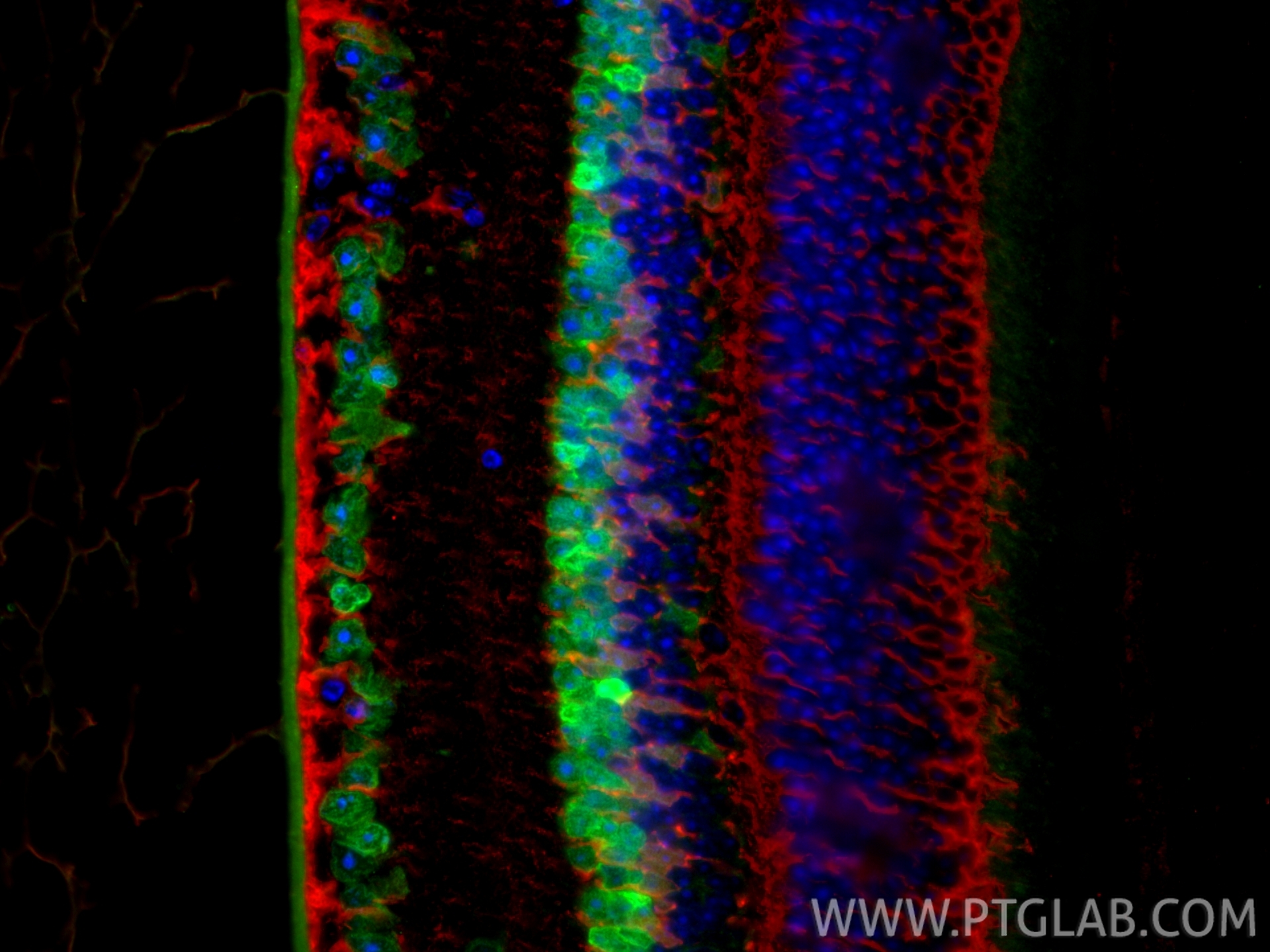 IF Staining of mouse eye using 84345-5-RR IF Staining of mouse eye using 84345-5-RR