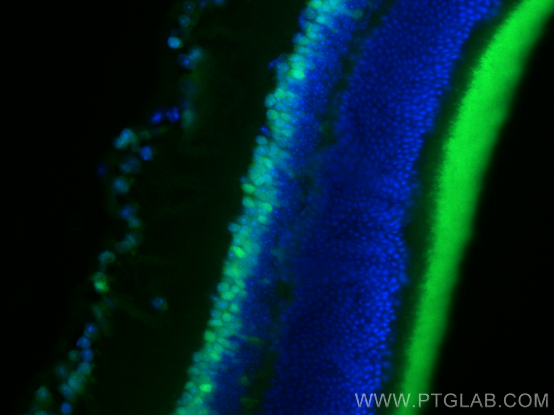 IF Staining of mouse eye using CL488-84345-5