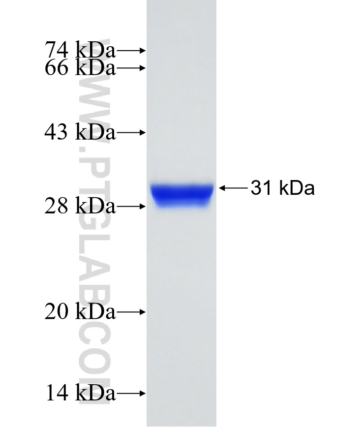 PAX7 fusion protein Ag25366 SDS-PAGE