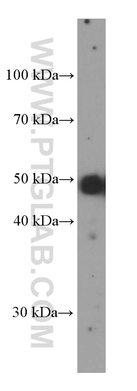 WB analysis of SKOV-3 using 60145-4-Ig