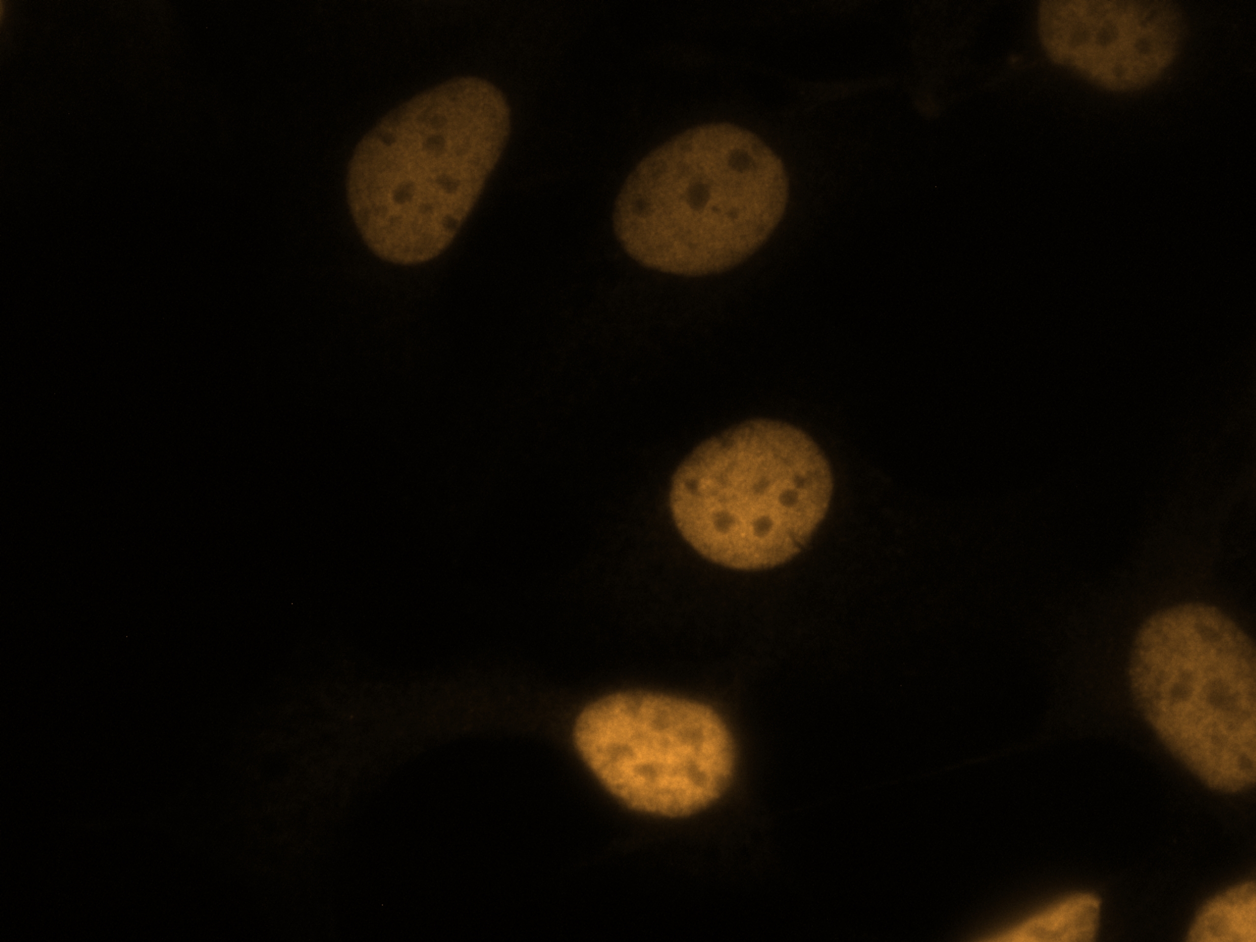 IF Staining of SKOV-3 using CL555-10336