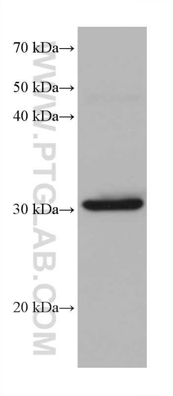 WB analysis of pig liver using 68317-1-Ig