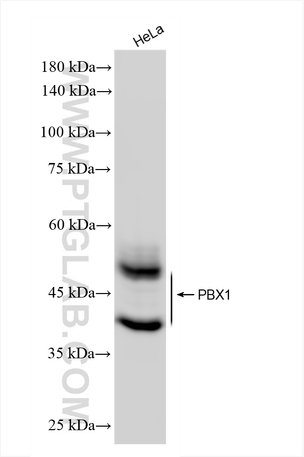 HeLa cells were subjected to SDS PAGE followed by western blot with 86504-3-RR (PBX1 antibody) at dilution of 1:10000 incubated at room temperature for 1.5 hours. WB analysis of HeLa using 86504-3-RR
