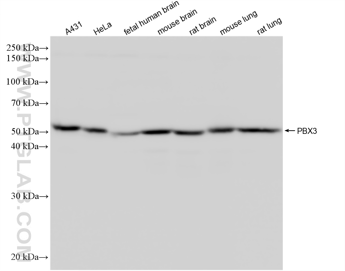 WB analysis using 86595-3-RR