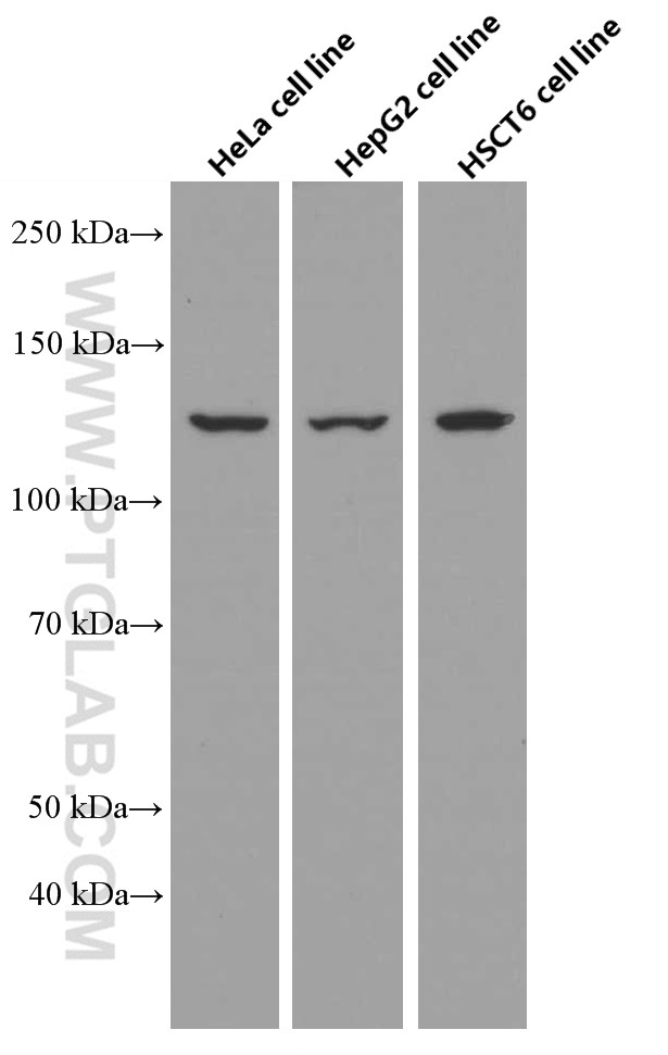 WB analysis using 66615-1-Ig