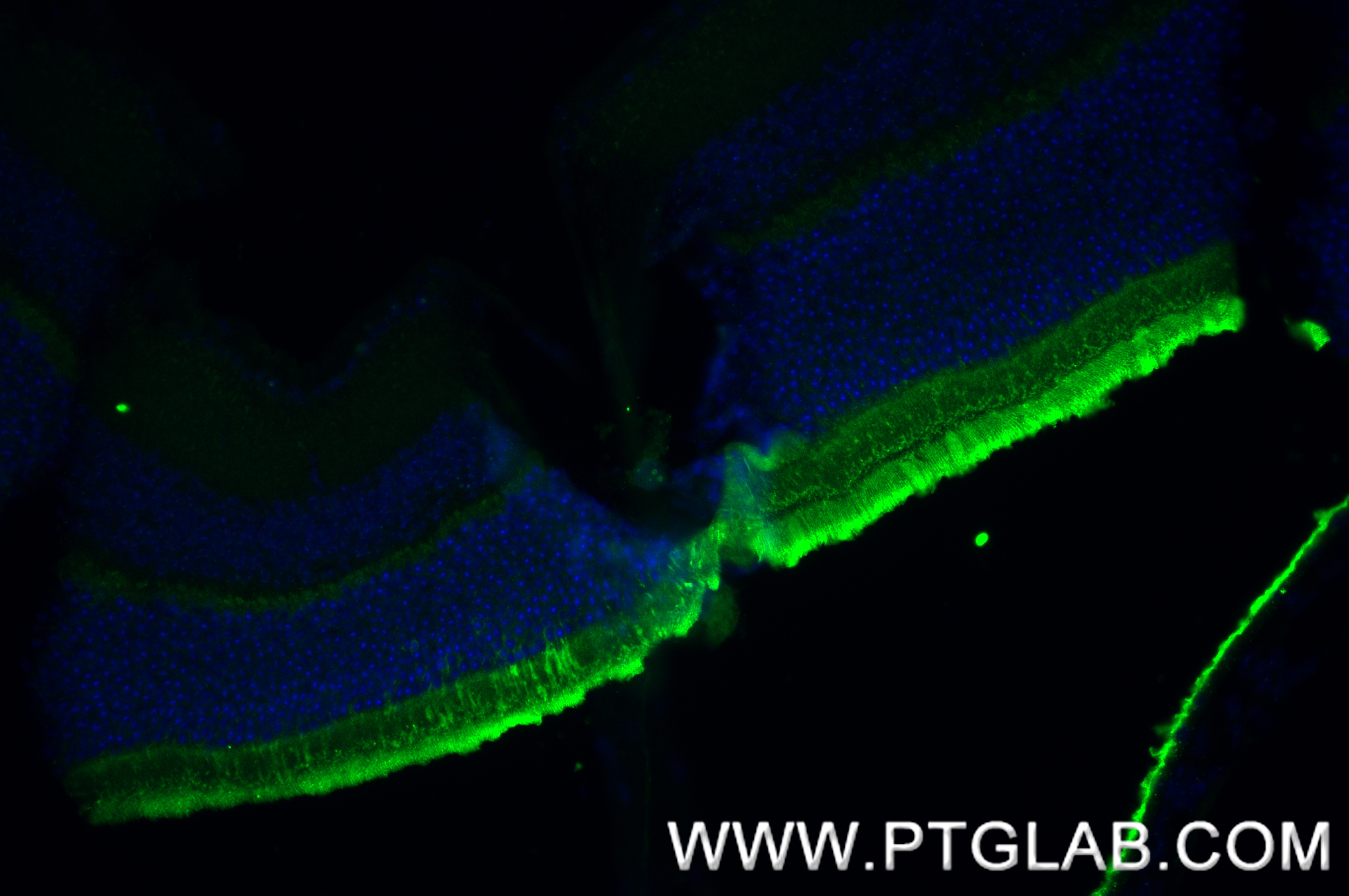 IF Staining of mouse eye using 83364-4-RR