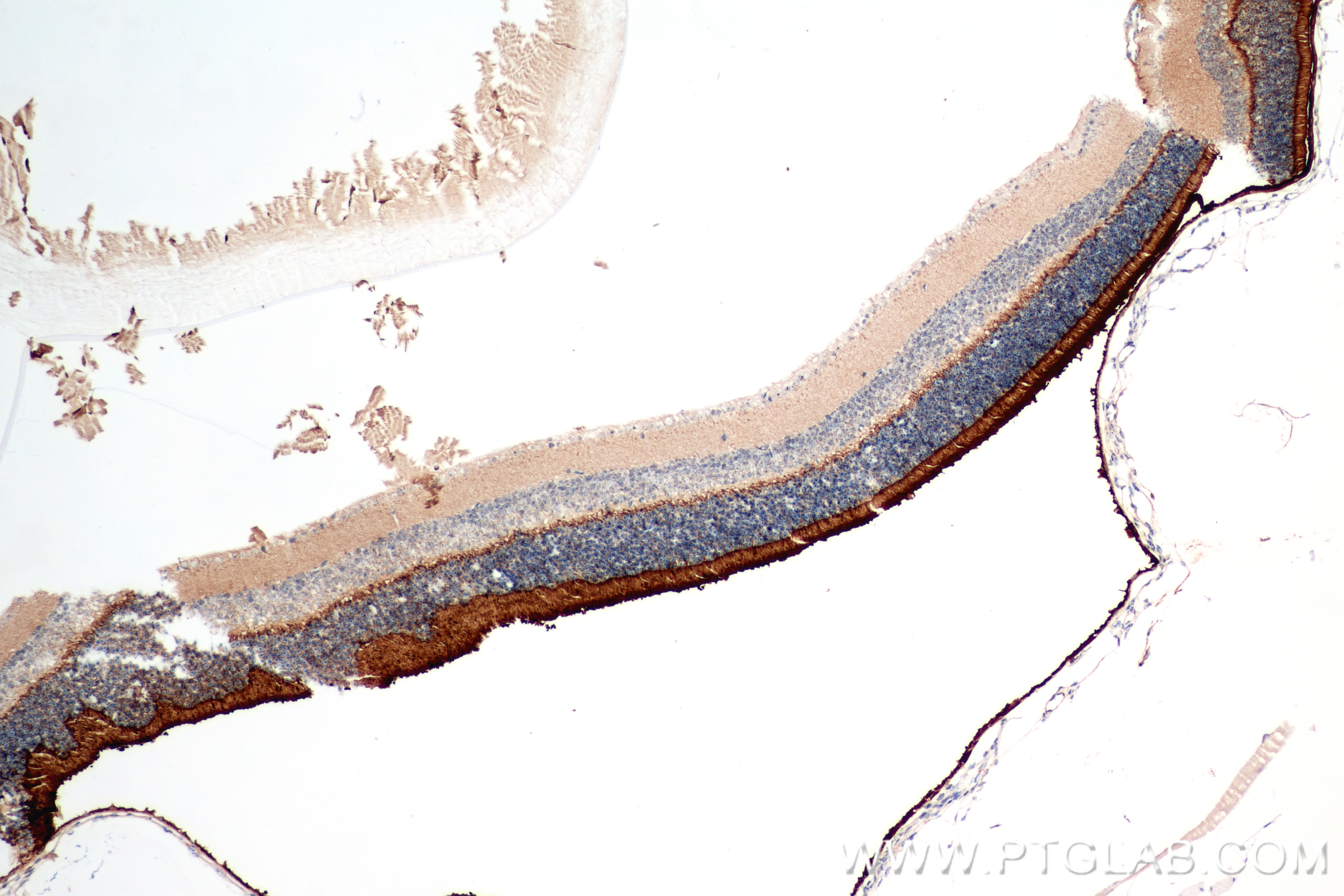 IHC staining of mouse eye using 83364-4-RR