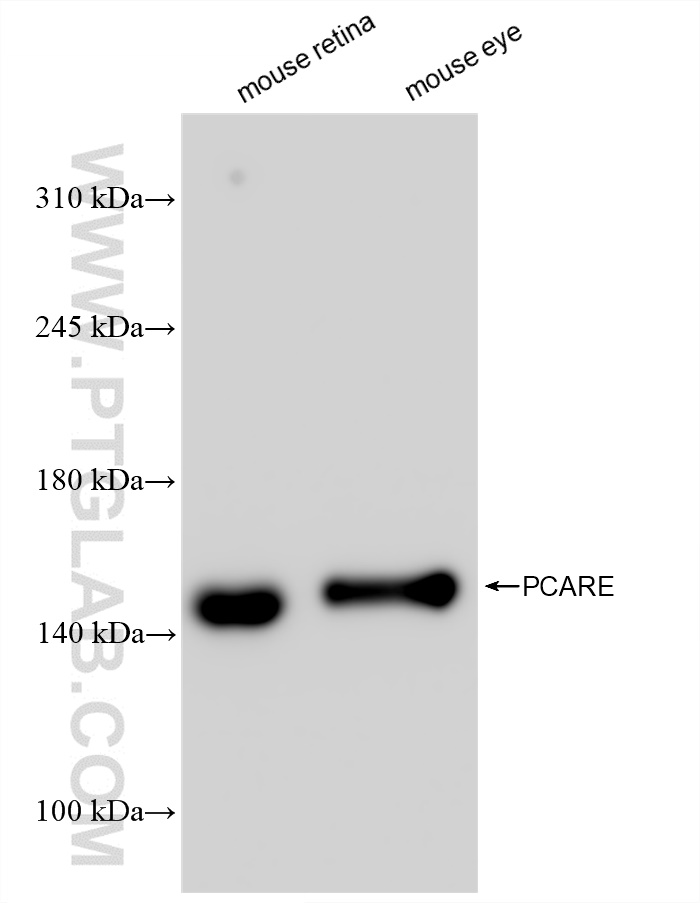 WB analysis using 83364-4-RR