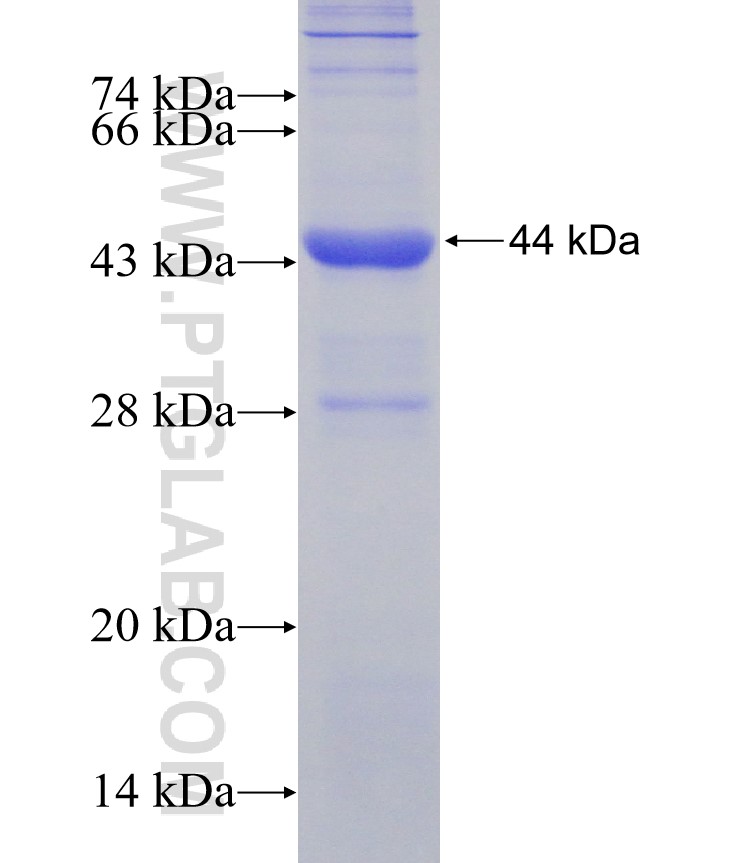 PCBP2 fusion protein Ag7229 SDS-PAGE