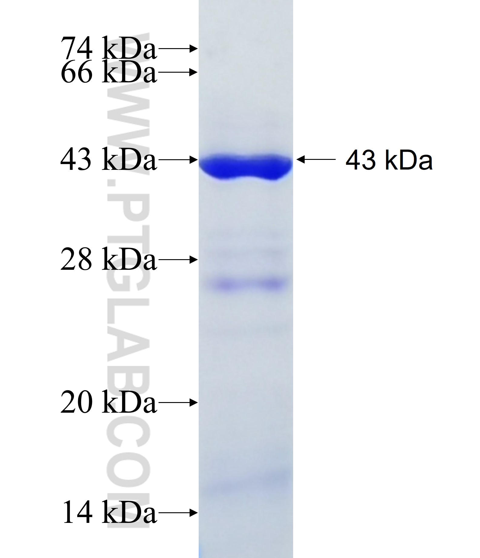 PCCA fusion protein Ag27932 SDS-PAGE