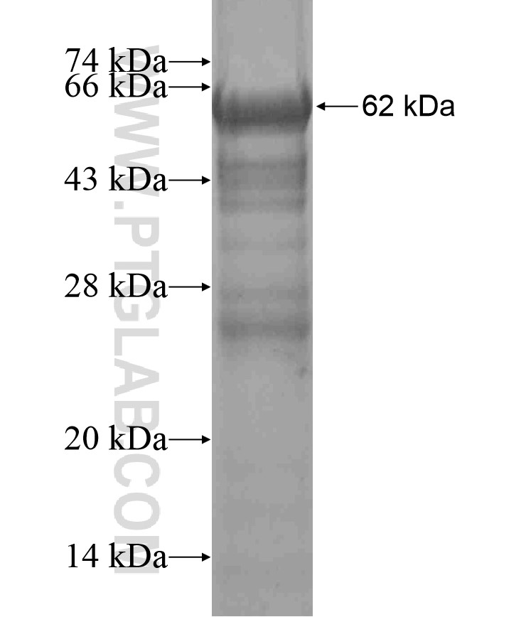 PCCA fusion protein Ag17271 SDS-PAGE