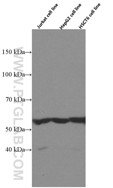 WB analysis using 66501-1-Ig (same clone as 66501-1-PBS)