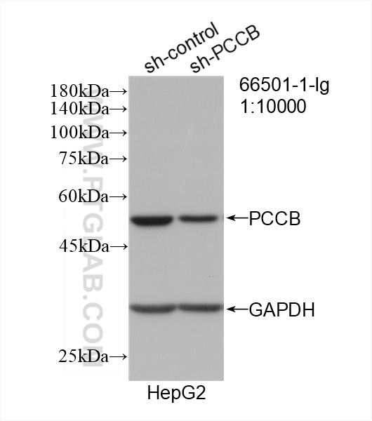 WB analysis of HepG2 using 66501-1-Ig (same clone as 66501-1-PBS)