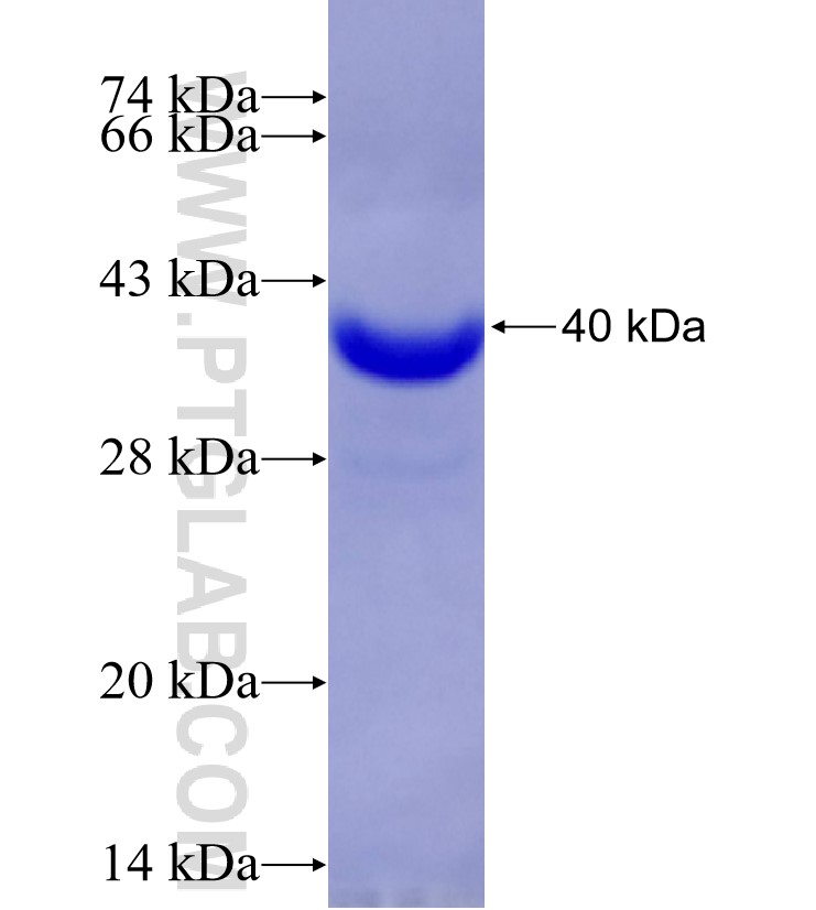 PCDH10 fusion protein Ag29217 SDS-PAGE
