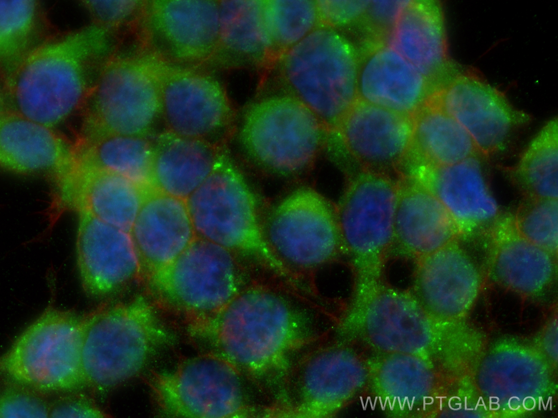 IF Staining of HEK-293 using 20719-1-AP