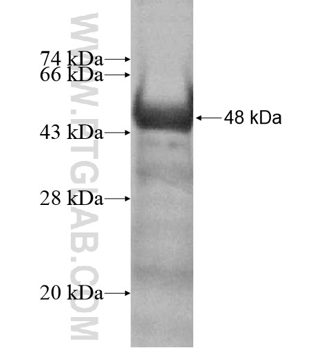 PCDH17 fusion protein Ag12292 SDS-PAGE PCDH17 fusion protein Ag12292 SDS-PAGE