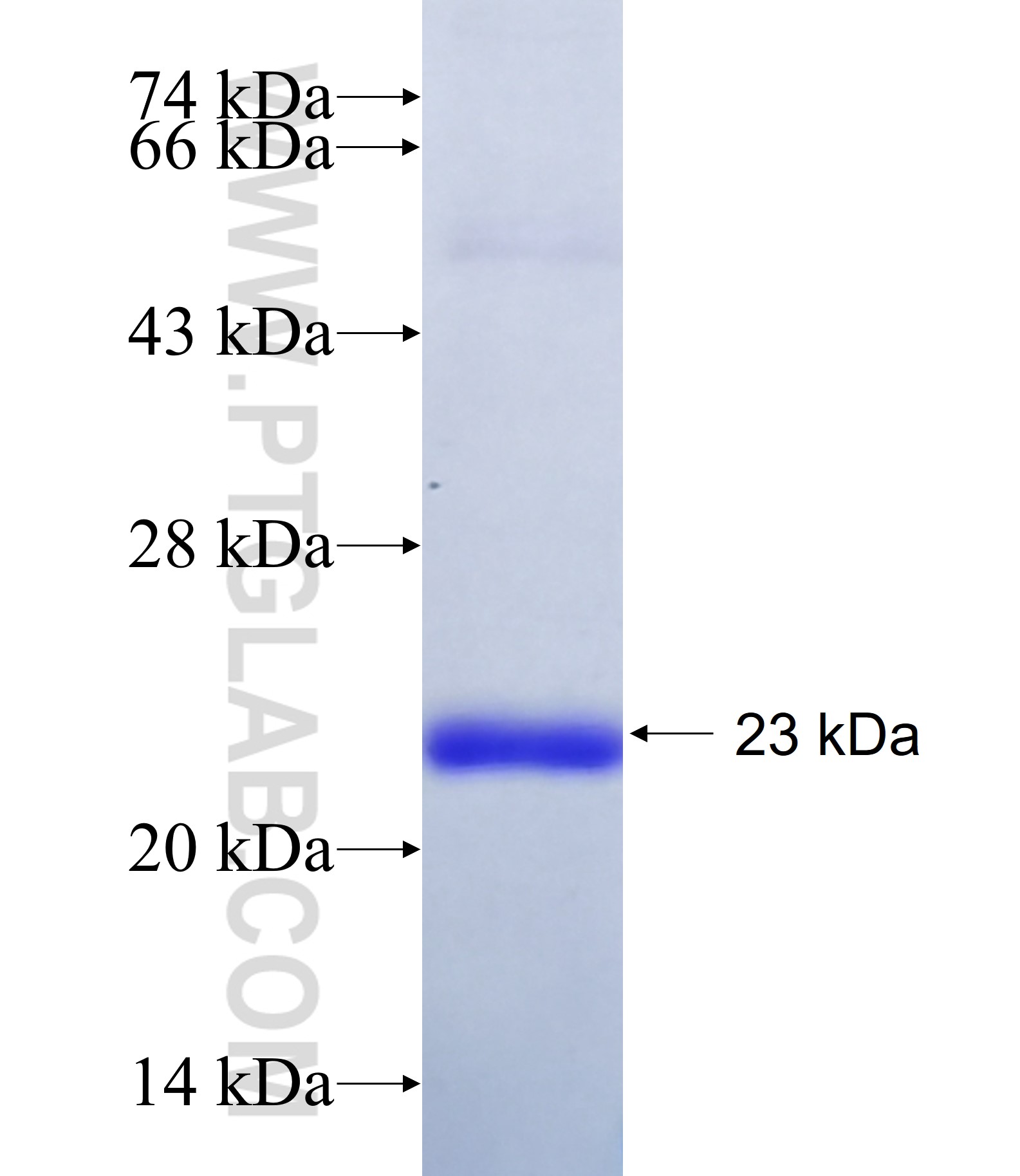 PCDH18 fusion protein Ag41285 SDS-PAGE PCDH18 fusion protein Ag41285 SDS-PAGE