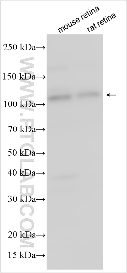 WB analysis using 17424-1-AP