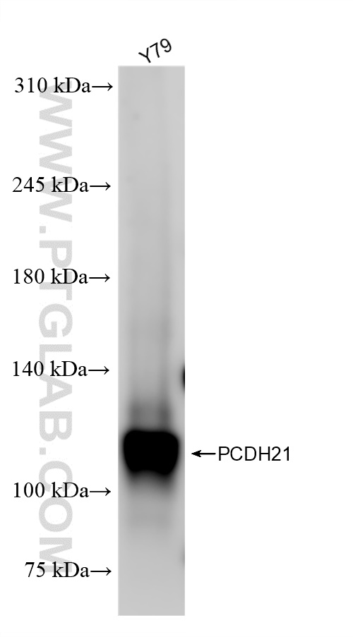 PCDH21
