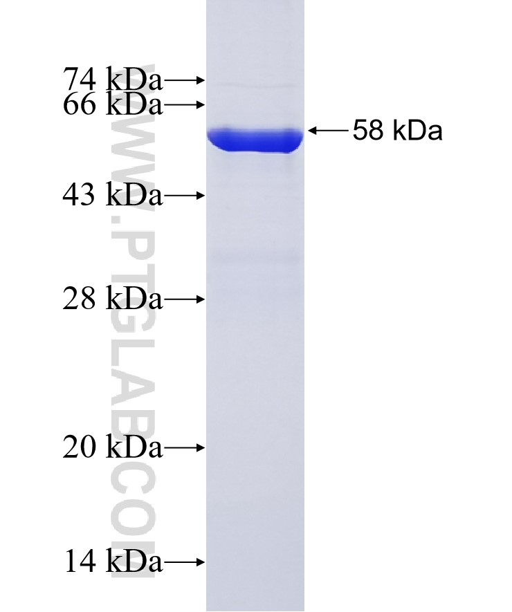 PCDH24 fusion protein Ag25840 SDS-PAGE
