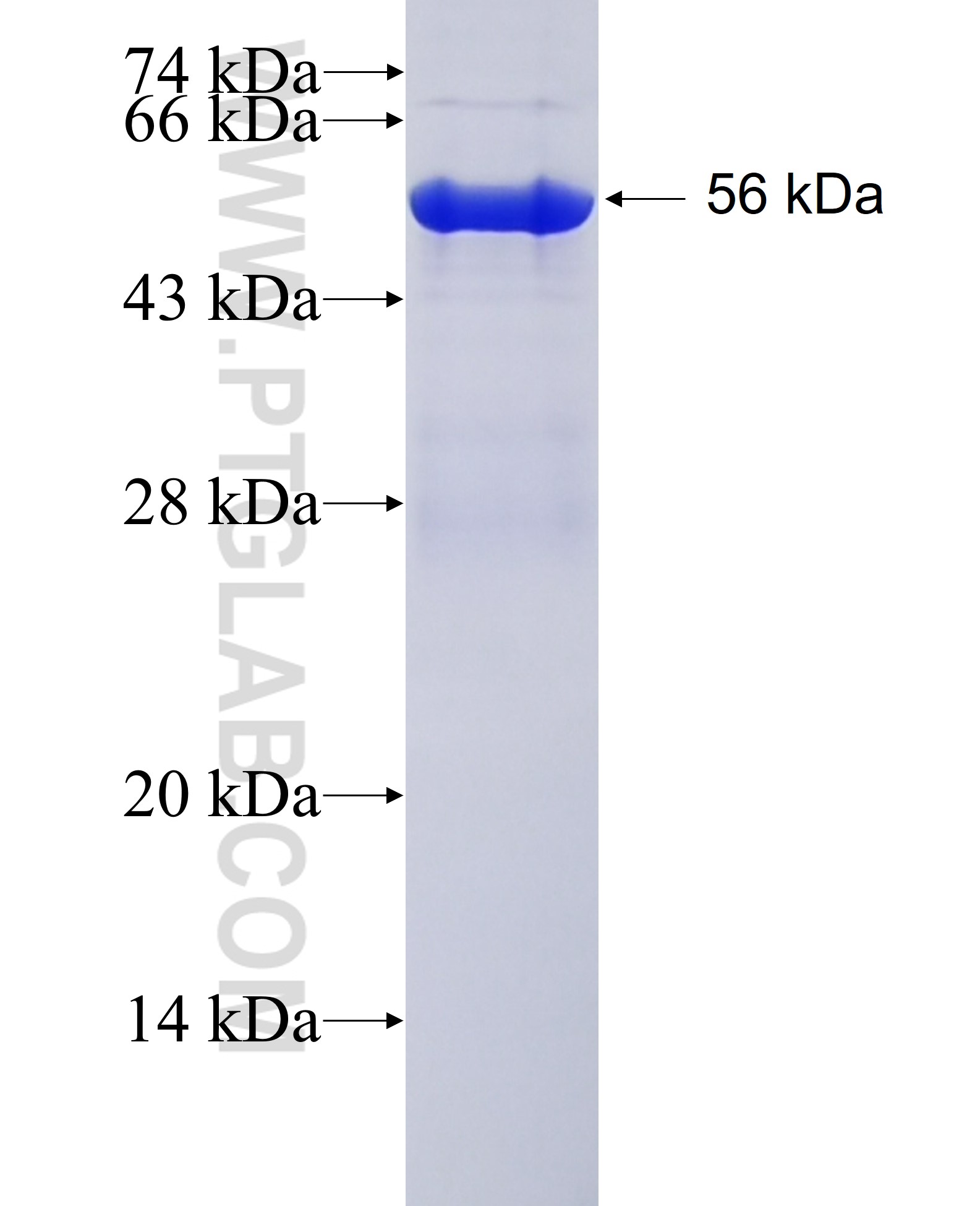 PCDH24 fusion protein Ag25840 SDS-PAGE