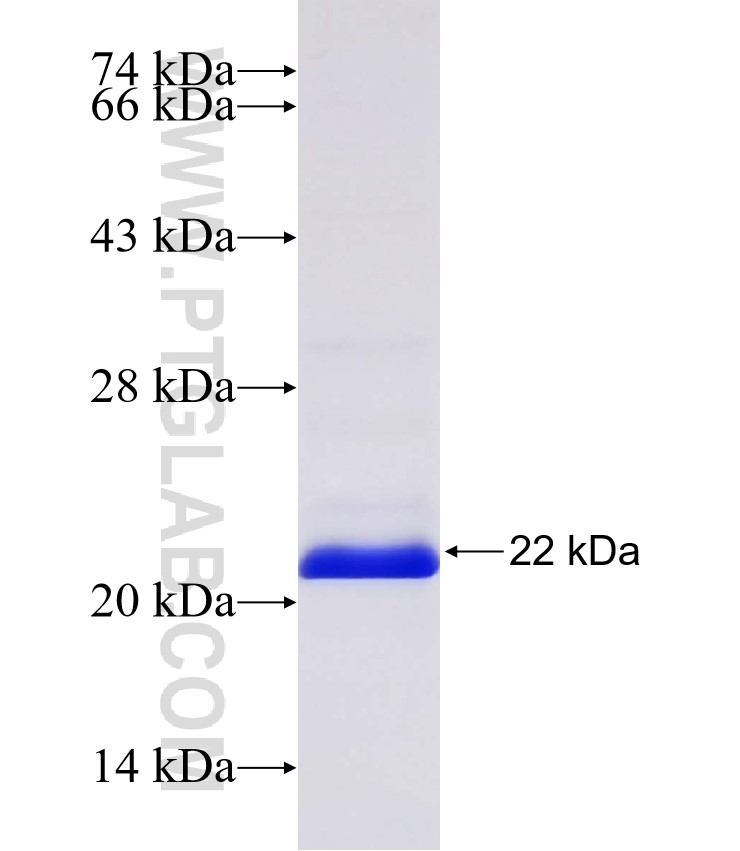 PCDH7 fusion protein Ag31604 SDS-PAGE PCDH7 fusion protein Ag31604 SDS-PAGE