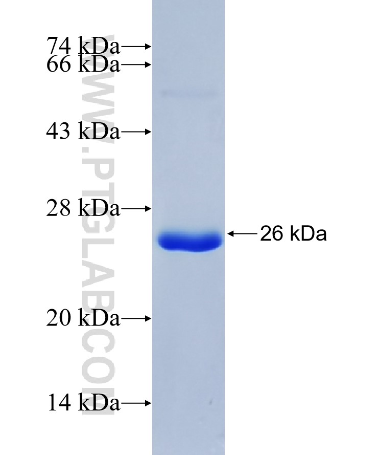PCDHA1 fusion protein Ag36333 SDS-PAGE PCDHA1 fusion protein Ag36333 SDS-PAGE