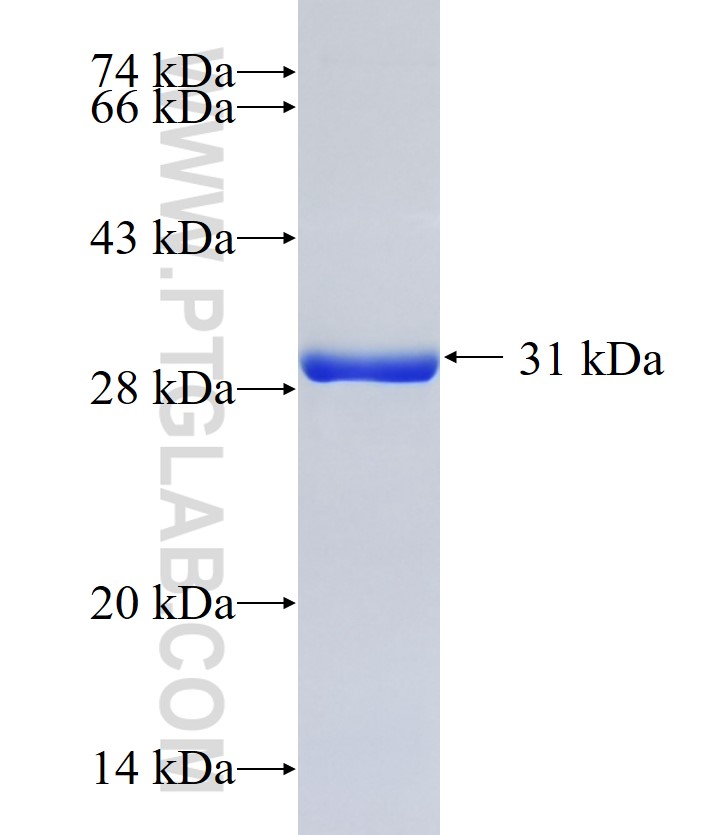 PCDHA12 fusion protein Ag21904 SDS-PAGE PCDHA12 fusion protein Ag21904 SDS-PAGE