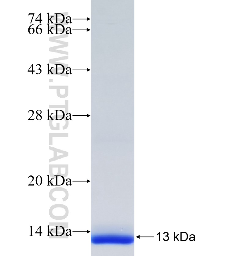 PCDHA12 fusion protein Ag35062 SDS-PAGE