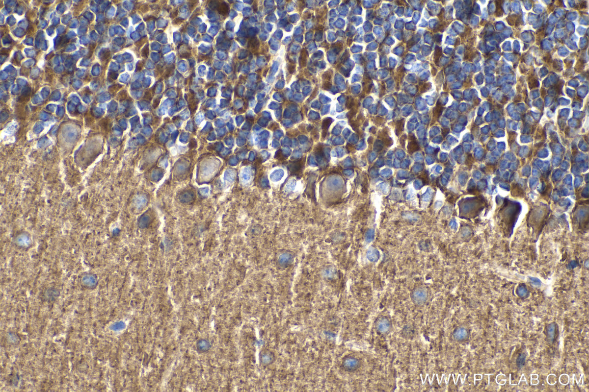 IHC staining of mouse cerebellum using 15270-1-AP