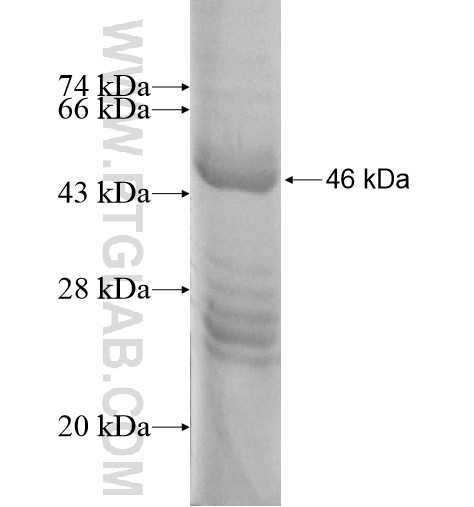 PCDHA9 fusion protein Ag12890 SDS-PAGE PCDHA9 fusion protein Ag12890 SDS-PAGE