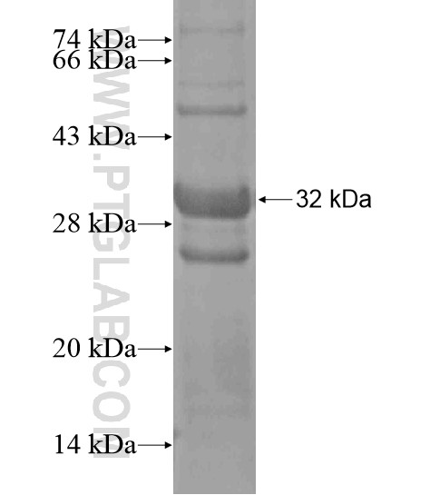 PCDHAC1 fusion protein Ag19928 SDS-PAGE PCDHAC1 fusion protein Ag19928 SDS-PAGE