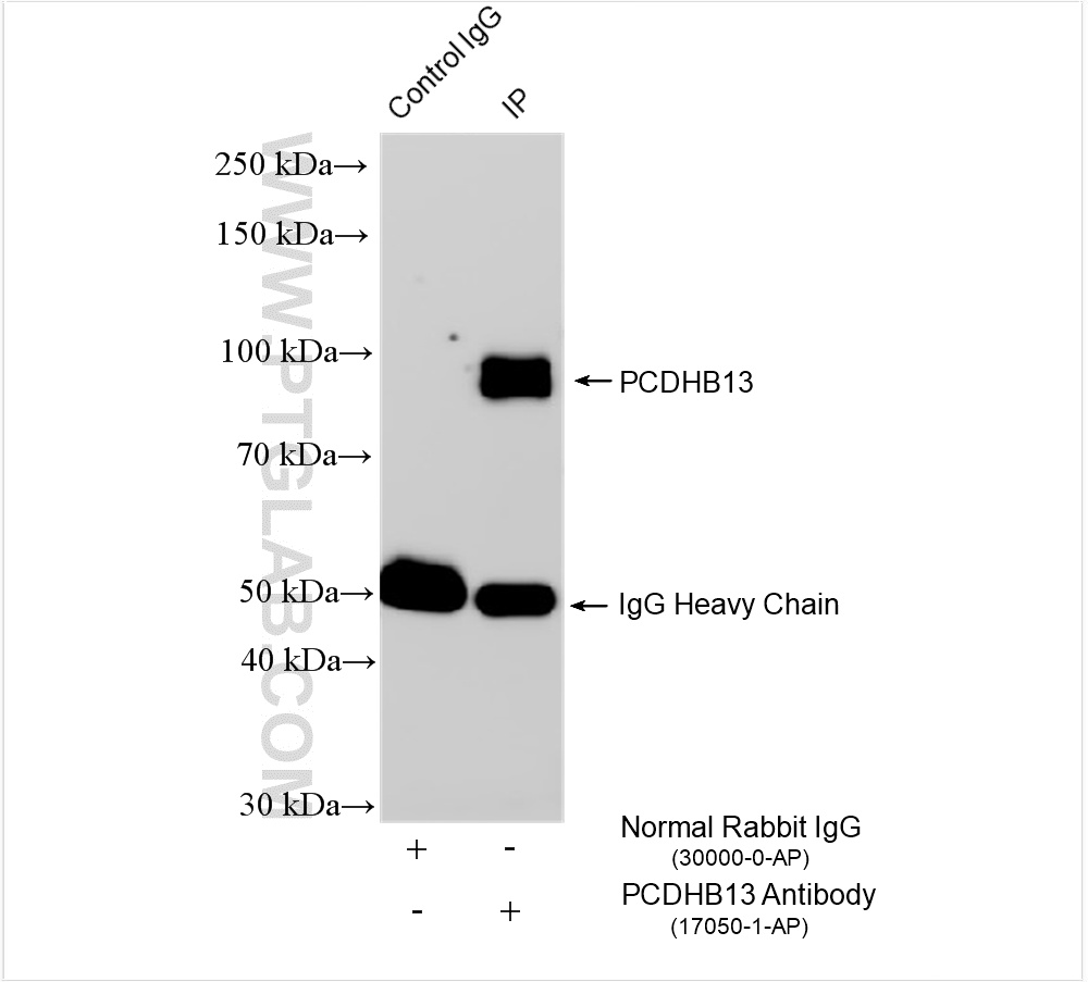 IP experiment of A375 using 17050-1-AP