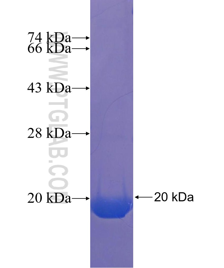 PCDHB14 fusion protein Ag22907 SDS-PAGE