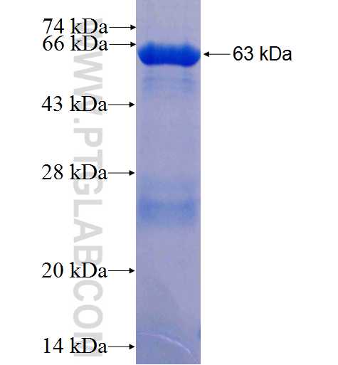 PCDHB15 fusion protein Ag4506 SDS-PAGE