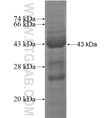 PCDHB16 fusion protein Ag14598 SDS-PAGE
