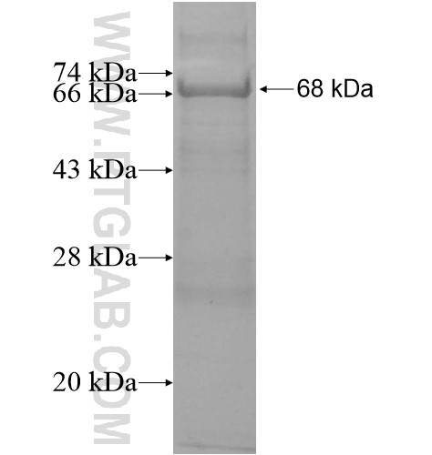 PCDHB3 fusion protein Ag12769 SDS-PAGE PCDHB3 fusion protein Ag12769 SDS-PAGE