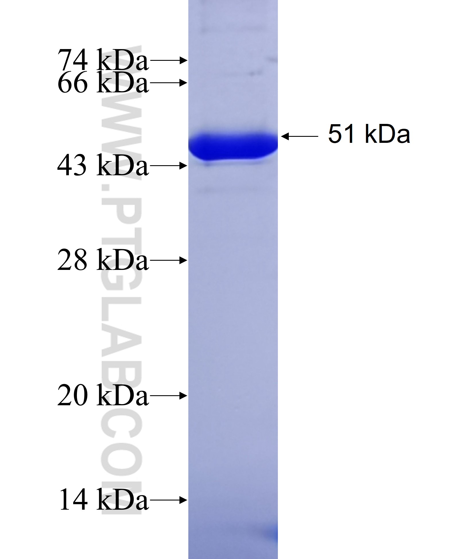 PCDHB3 fusion protein Ag12891 SDS-PAGE