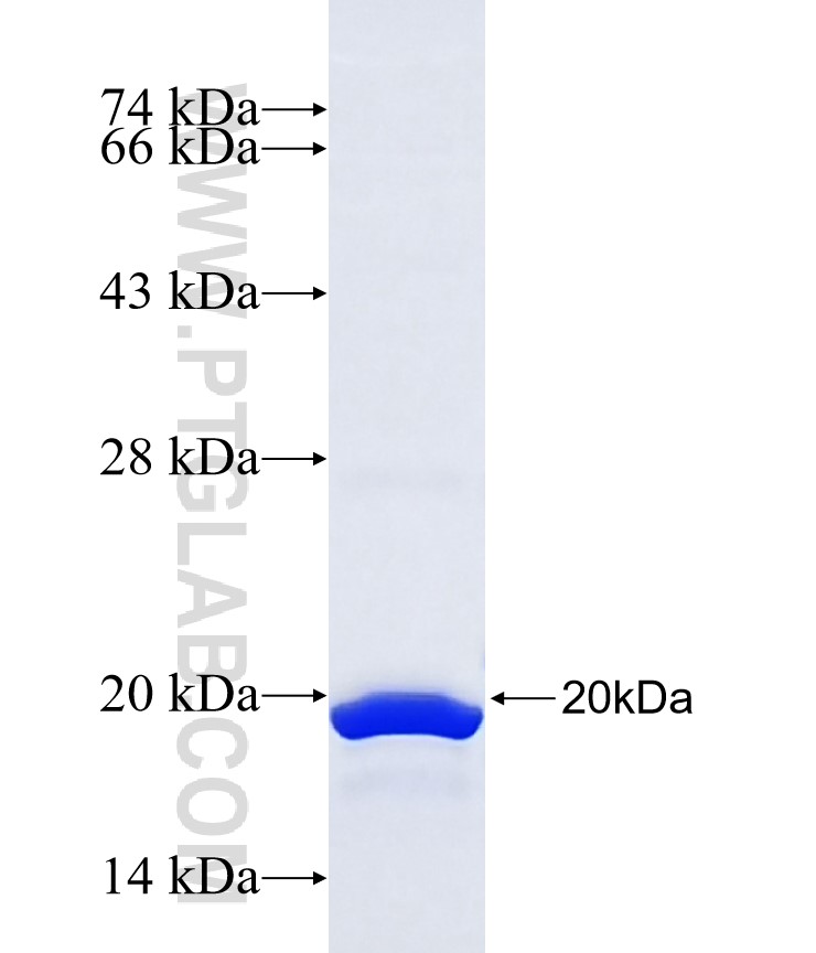 PCDHGA10 fusion protein Ag38767 SDS-PAGE