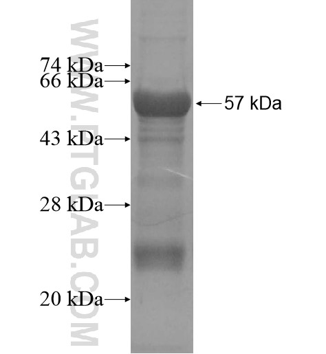 PCDHGB3 fusion protein Ag15569 SDS-PAGE