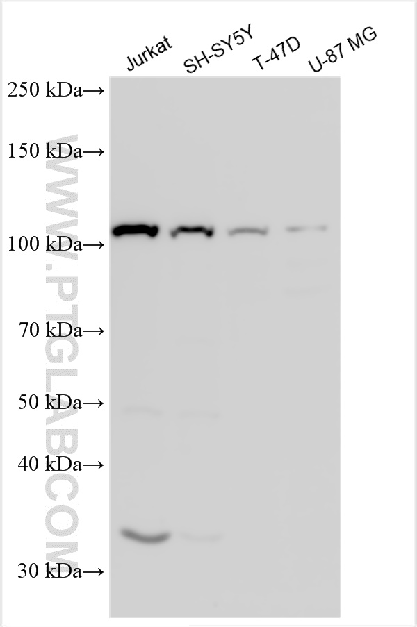 WB analysis using 30040-1-AP