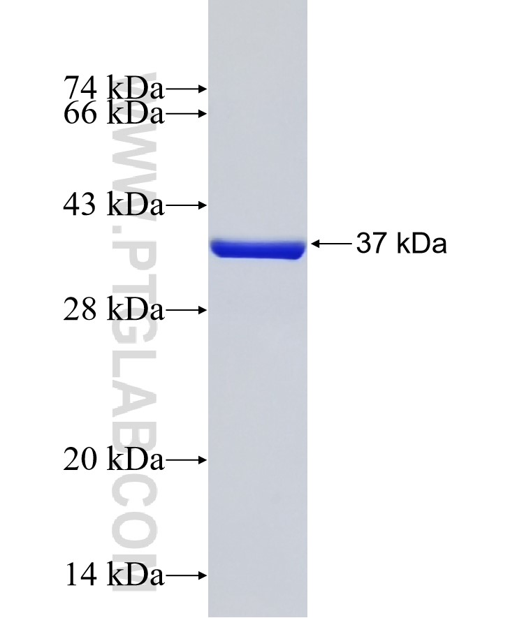 PCDHGB7 fusion protein Ag32511 SDS-PAGE