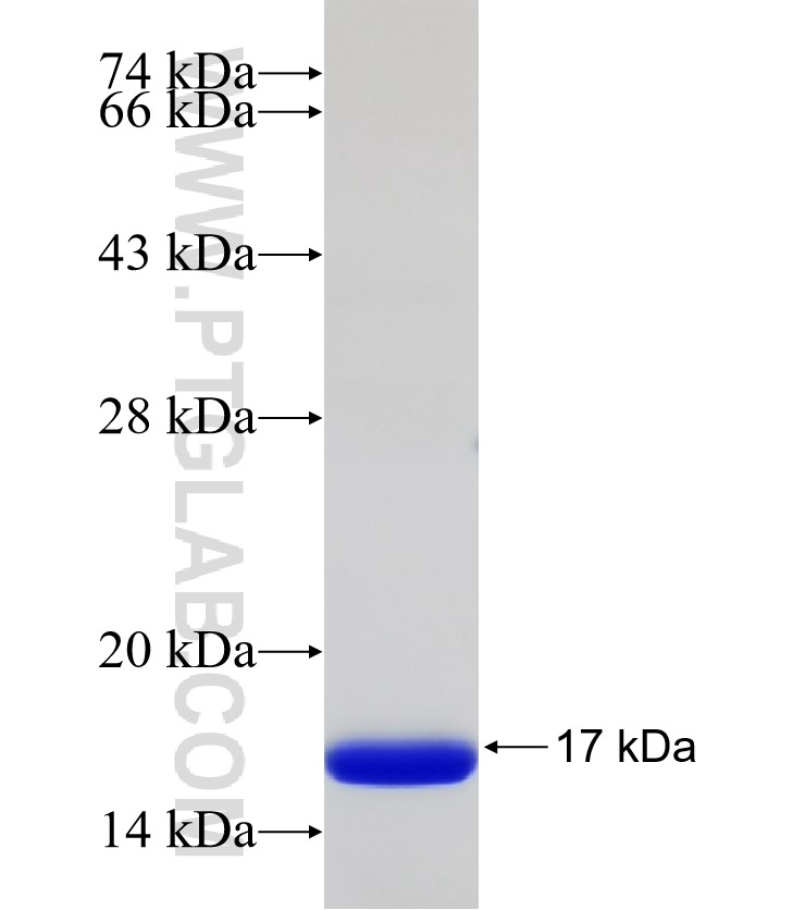 PCDHGB7 fusion protein Ag32523 SDS-PAGE PCDHGB7 fusion protein Ag32523 SDS-PAGE