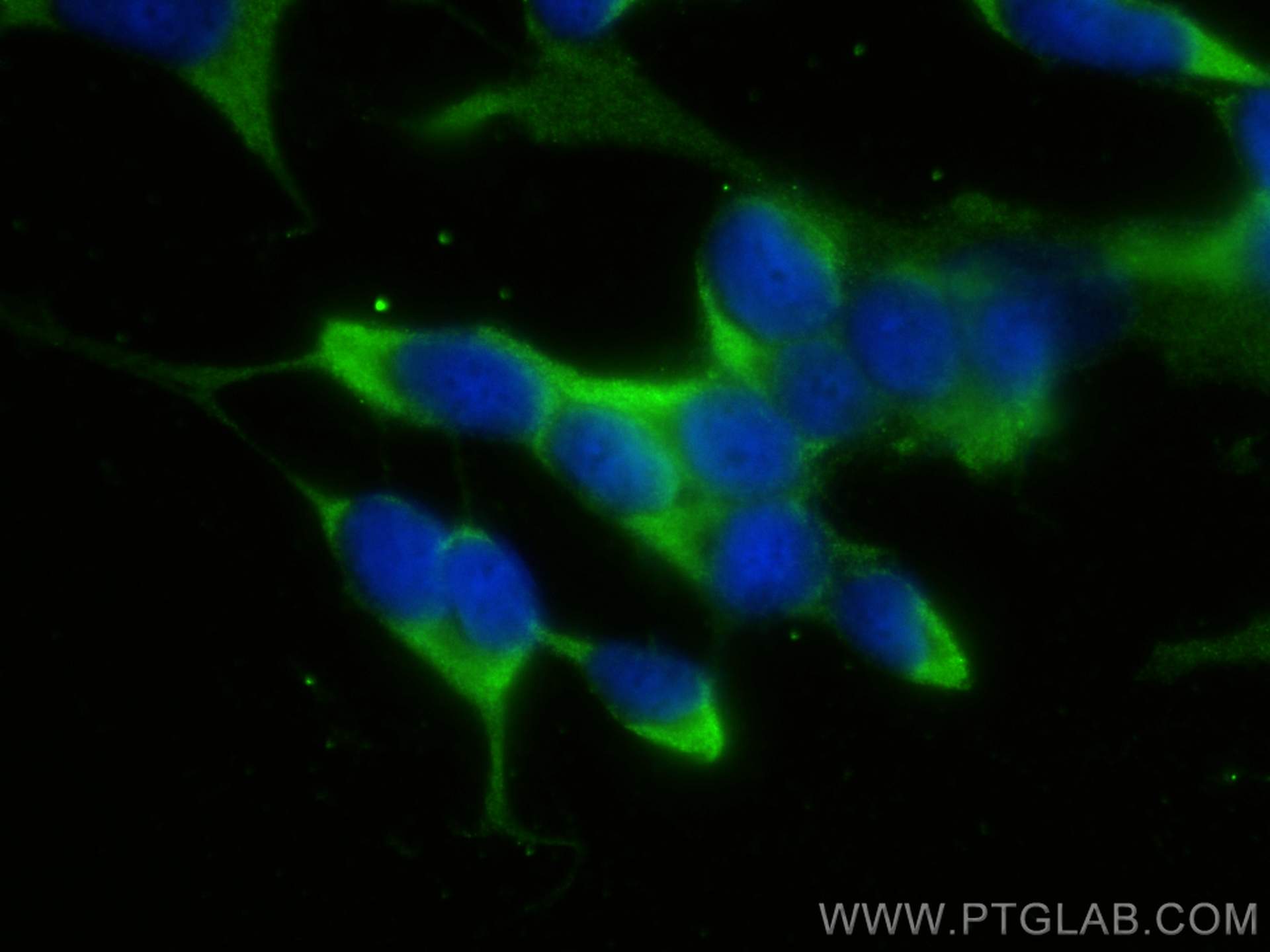 Immunofluorescent analysis of (-20°C Ethanol) fixed SH-SY5Y cells using PCDHGC3 antibody (10857-1-AP) at dilution of 1:400 and CoraLite®488-Conjugated AffiniPure Goat Anti-Rabbit IgG(H+L). IF Staining of SH-SY5Y using 10857-1-AP